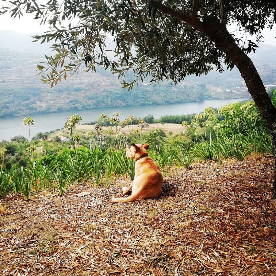 Casa Da Mouta - Douro Valley Baião Exteriör bild
